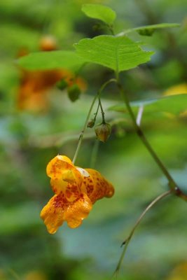 Jewel Weed 1