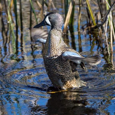 Blue-winged Teal 3