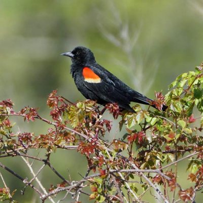 Red-winged Blackbird 1