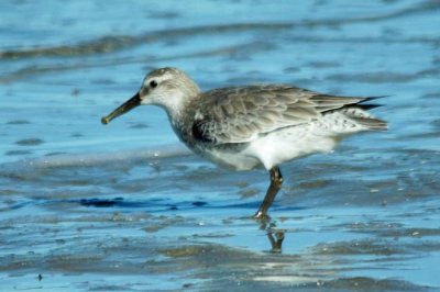 Red Knot 2