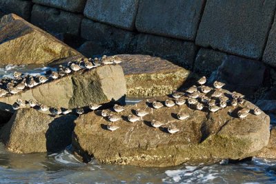 Ruddy Turnstone 3