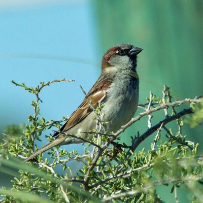 House Sparrow 1