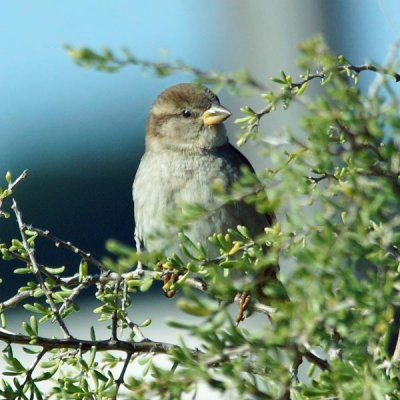 House Sparrow 2 - juvenile
