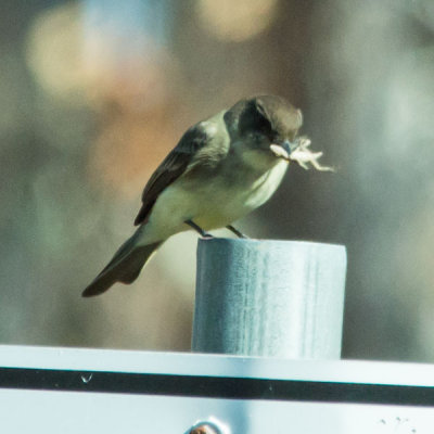 Eastern Phoebe 5