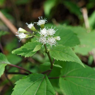 White Snakeroot 1