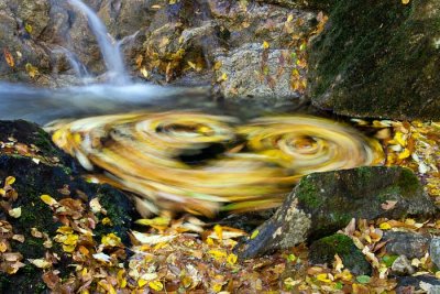 Swirling Leaves on Sam Branch