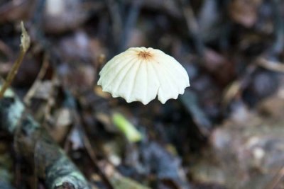 Marasmius sp. 1