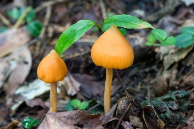 Entoloma sp. 3