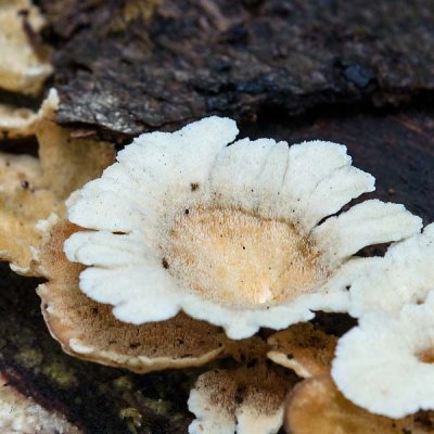 Polypore 1