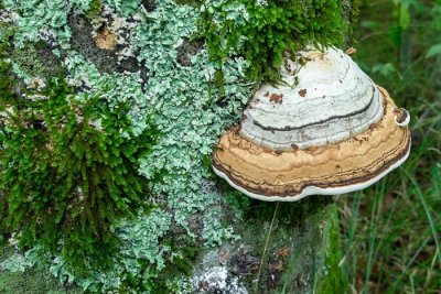 Red-belted Polypore 
