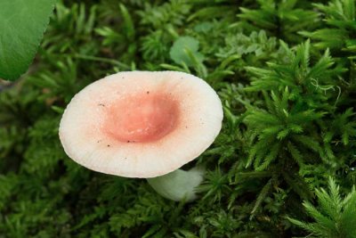 Russula sp. 6