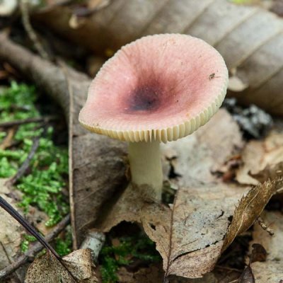 Russula sp. 7