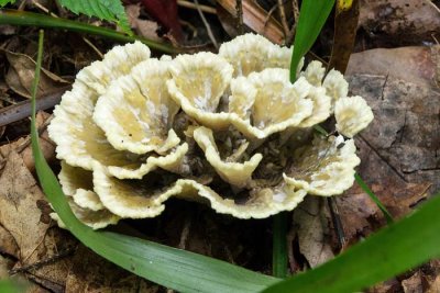 Polypore 3