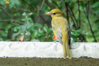 Summer Tanager 1 - female