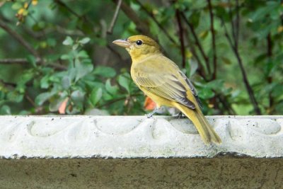 Summer Tanager 2 - female