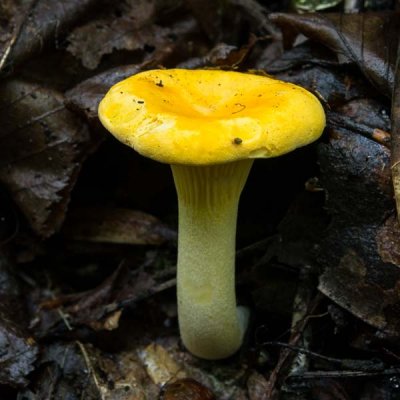 Mushrooms, Fungi, Lichens, and Mosses