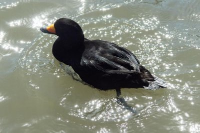 Black Scoter - male