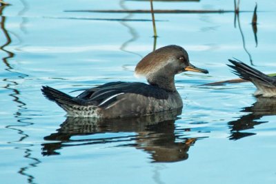 Hooded Merganser 4 - female