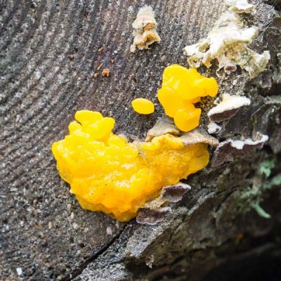 Orange Jelly or Witches' Butter (?) 3