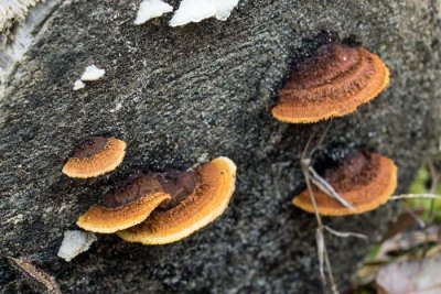 Yellow-red Gill Polypore