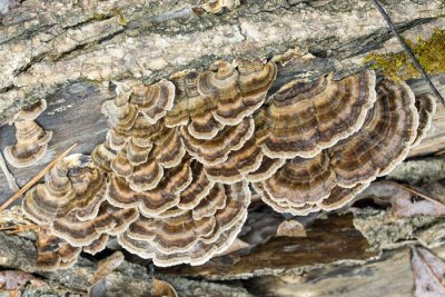 Turkey Tail 2