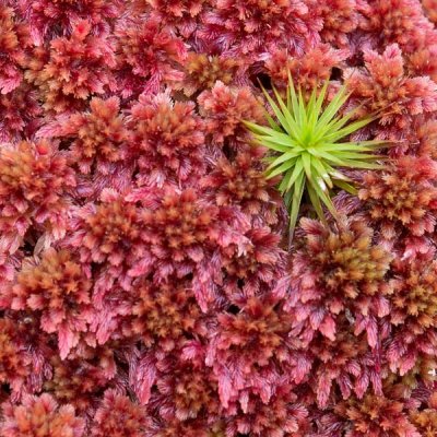 Red Sphagnum Moss