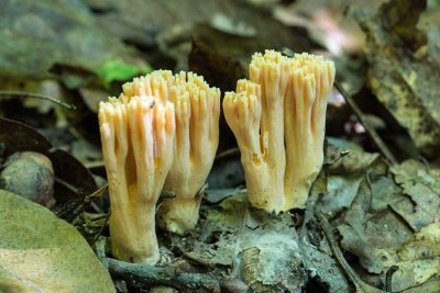 Coral Fungus 12