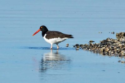 American Oystercatcher 2