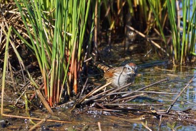 Swamp Sparrow 1