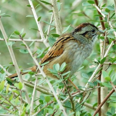 Swamp Sparrow 2