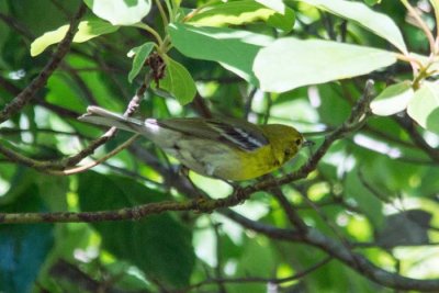 Pine Warbler 1