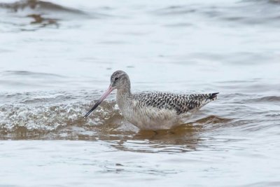 Marbled Godwit 1