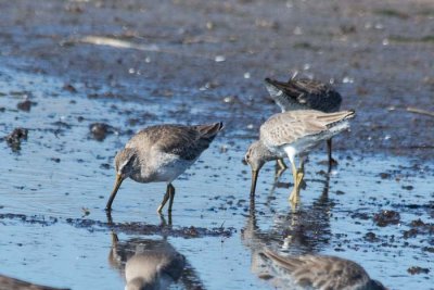 Short-billed Dowitcher 1