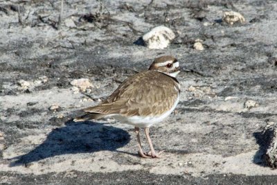 Killdeer 4