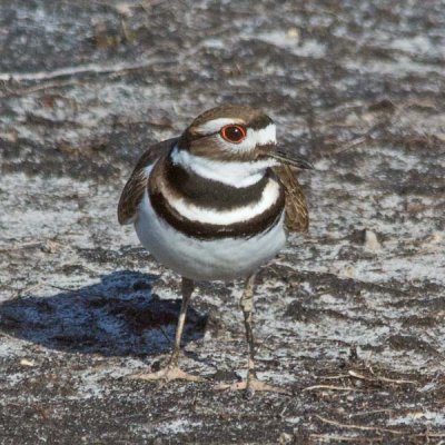 Killdeer 5