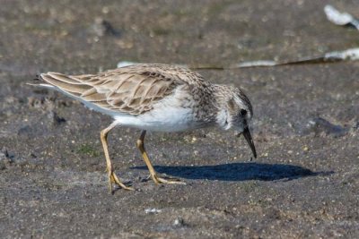 Least Sandpiper