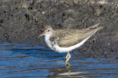 Spotted Sandpiper