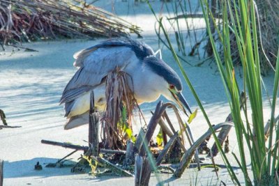 Black-crowned Night Heron 3