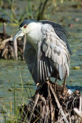 Black-crowned Night Heron 4