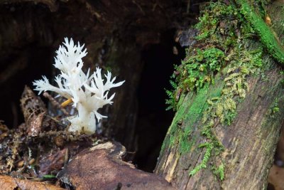 Coral Fungus 13