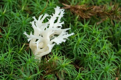 Coral Fungus 14