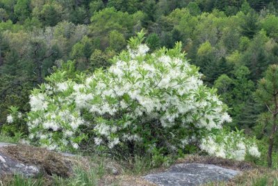 Fringe Tree 2