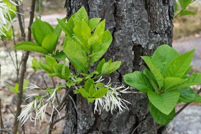 Fringe Tree 3