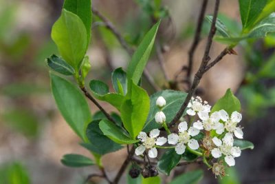 Black Chokeberry