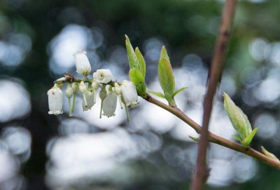 Mountain Fetterbush