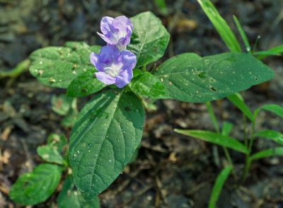 Carolina Wild Petunia 1