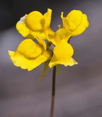 Horned Bladderwort 2