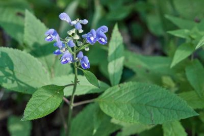 Hissopleaf Skullcap 1