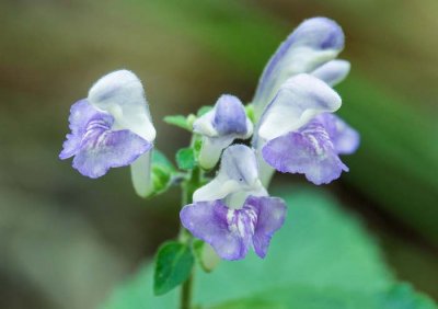 Southern Showy Skullcap 2