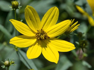 Whorled Coreopsis